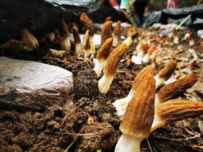 深山新產(chǎn)業(yè) 石阡鴛鴦湖村羊肚菌試種豐收，科技助農(nóng)開辟多元致富路