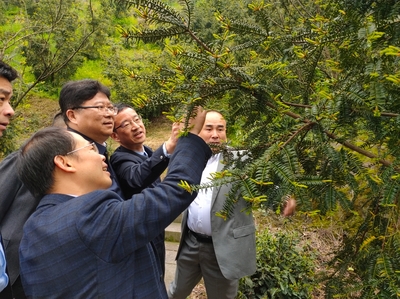 林下經(jīng)濟(jì)與電子銷售 胡俠局長紹調(diào)研探索產(chǎn)業(yè)融合新路徑